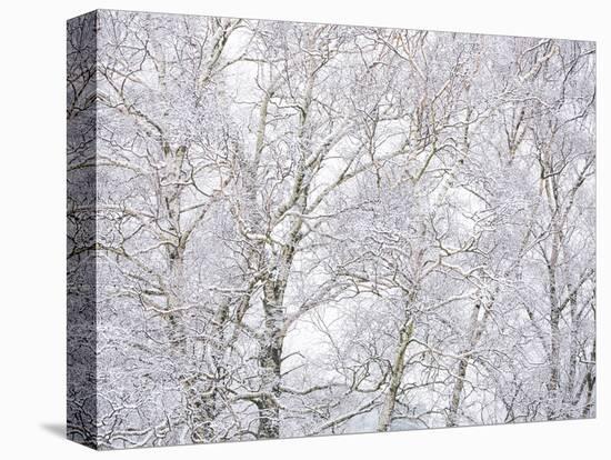 Winter Hush II-Doug Chinnery-Stretched Canvas