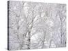 Winter Hush II-Doug Chinnery-Stretched Canvas