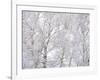 Winter Hush II-Doug Chinnery-Framed Photographic Print