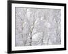 Winter Hush II-Doug Chinnery-Framed Photographic Print