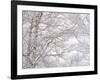 Winter Hush III-Doug Chinnery-Framed Photographic Print