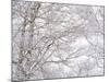 Winter Hush III-Doug Chinnery-Mounted Photographic Print