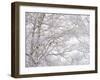 Winter Hush III-Doug Chinnery-Framed Photographic Print