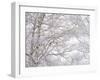 Winter Hush III-Doug Chinnery-Framed Photographic Print