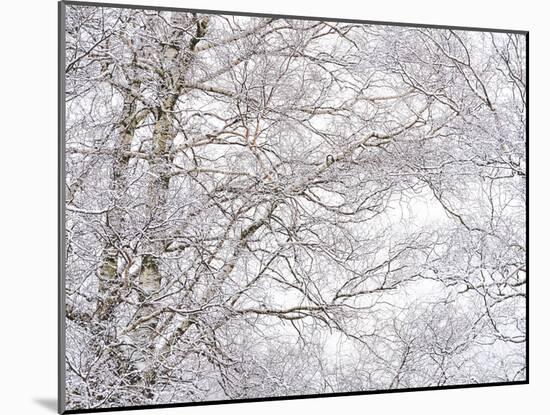 Winter Hush III-Doug Chinnery-Mounted Photographic Print