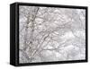 Winter Hush III-Doug Chinnery-Framed Stretched Canvas