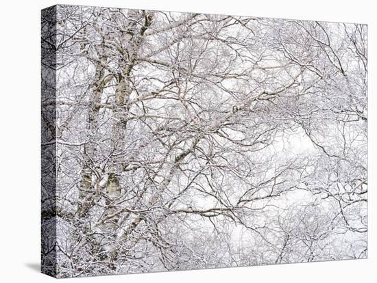 Winter Hush III-Doug Chinnery-Stretched Canvas