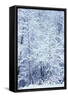 Winter in a park, Indianapolis, Indiana, ISA-Anna Miller-Framed Stretched Canvas