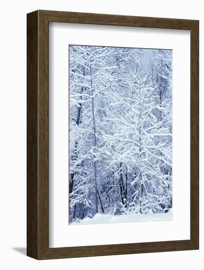 Winter in a park, Indianapolis, Indiana, ISA-Anna Miller-Framed Photographic Print