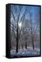 Winter in Eagle Creek Park, Indianapolis, Indiana, USA-Anna Miller-Framed Stretched Canvas