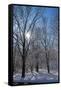 Winter in Eagle Creek Park, Indianapolis, Indiana, USA-Anna Miller-Framed Stretched Canvas