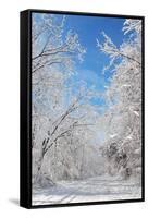 Winter in Eagle Creek Park, Indianapolis, Indiana, USA-Anna Miller-Framed Stretched Canvas