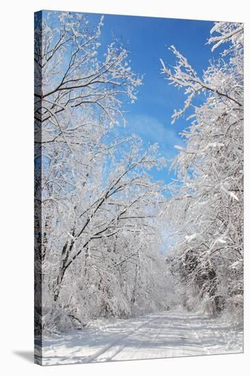 Winter in Eagle Creek Park, Indianapolis, Indiana, USA-Anna Miller-Stretched Canvas