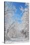 Winter in Eagle Creek Park, Indianapolis, Indiana, USA-Anna Miller-Stretched Canvas