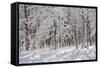 Winter in Eagle Creek Park, Indianapolis, Indiana, USA-Anna Miller-Framed Stretched Canvas