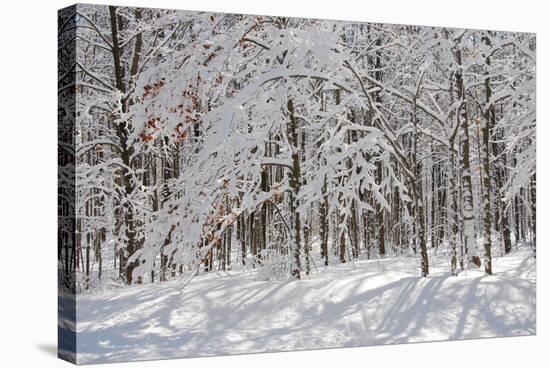 Winter in Eagle Creek Park, Indianapolis, Indiana, USA-Anna Miller-Stretched Canvas