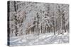 Winter in Eagle Creek Park, Indianapolis, Indiana, USA-Anna Miller-Stretched Canvas