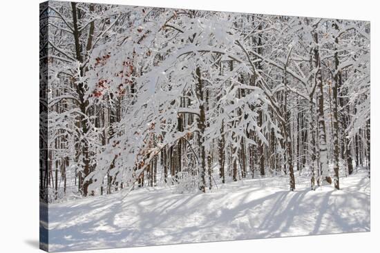 Winter in Eagle Creek Park, Indianapolis, Indiana, USA-Anna Miller-Stretched Canvas