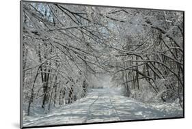 Winter in Eagle Creek Park, Indianapolis, Indiana, USA-Anna Miller-Mounted Photographic Print