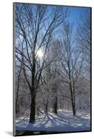 Winter in Eagle Creek Park, Indianapolis, Indiana, USA-Anna Miller-Mounted Photographic Print