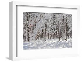 Winter in Eagle Creek Park, Indianapolis, Indiana, USA-Anna Miller-Framed Photographic Print