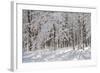 Winter in Eagle Creek Park, Indianapolis, Indiana, USA-Anna Miller-Framed Photographic Print