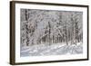 Winter in Eagle Creek Park, Indianapolis, Indiana, USA-Anna Miller-Framed Photographic Print