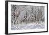 Winter in Eagle Creek Park, Indianapolis, Indiana, USA-Anna Miller-Framed Photographic Print