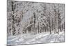 Winter in Eagle Creek Park, Indianapolis, Indiana, USA-Anna Miller-Mounted Photographic Print