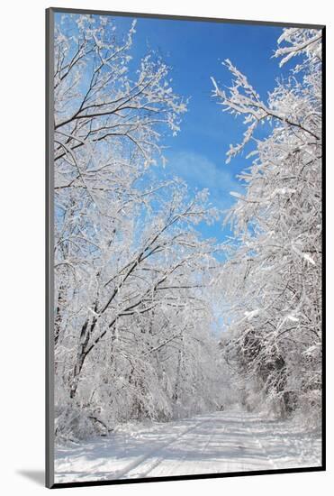 Winter in Eagle Creek Park, Indianapolis, Indiana, USA-Anna Miller-Mounted Photographic Print