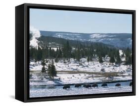 Winter in Midway Basin, Buffalo Beside Firehole River, Yellowstone National Park, Wyoming, USA-Waltham Tony-Framed Stretched Canvas
