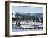 Winter in Midway Basin, Buffalo Beside Firehole River, Yellowstone National Park, Wyoming, USA-Waltham Tony-Framed Photographic Print