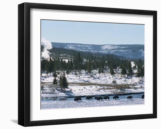 Winter in Midway Basin, Buffalo Beside Firehole River, Yellowstone National Park, Wyoming, USA-Waltham Tony-Framed Photographic Print