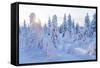 Winter in Riisitunturi National Park, Lapland, Finland-Peter Adams-Framed Stretched Canvas