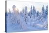 Winter in Riisitunturi National Park, Lapland, Finland-Peter Adams-Stretched Canvas