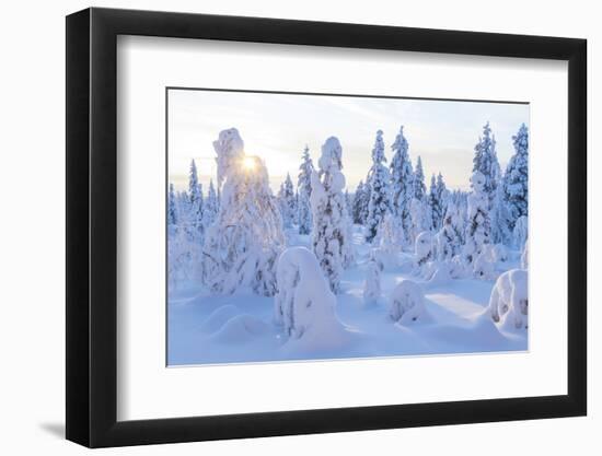 Winter in Riisitunturi National Park, Lapland, Finland-Peter Adams-Framed Photographic Print