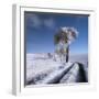 winter in summer-Piotr Krol (Bax)-Framed Photographic Print