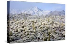 Winter in the Sonoran Desert-James Randklev-Stretched Canvas