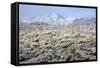 Winter in the Sonoran Desert-James Randklev-Framed Stretched Canvas