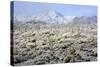 Winter in the Sonoran Desert-James Randklev-Stretched Canvas