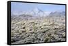 Winter in the Sonoran Desert-James Randklev-Framed Stretched Canvas