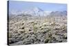 Winter in the Sonoran Desert-James Randklev-Stretched Canvas