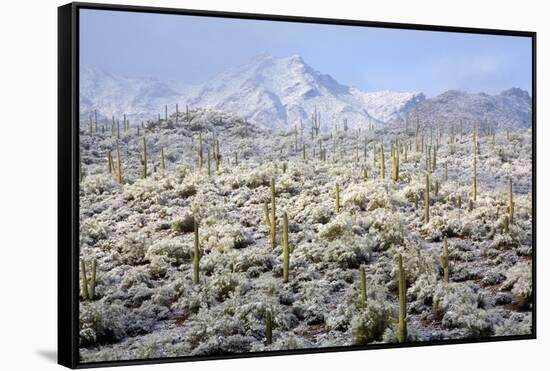 Winter in the Sonoran Desert-James Randklev-Framed Stretched Canvas