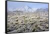 Winter in the Sonoran Desert-James Randklev-Framed Stretched Canvas