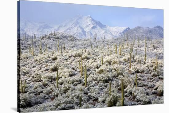 Winter in the Sonoran Desert-James Randklev-Stretched Canvas