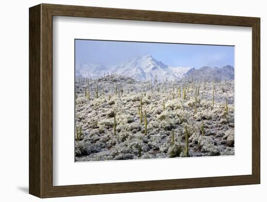 Winter in the Sonoran Desert-James Randklev-Framed Photographic Print