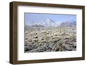 Winter in the Sonoran Desert-James Randklev-Framed Photographic Print