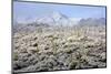 Winter in the Sonoran Desert-James Randklev-Mounted Photographic Print