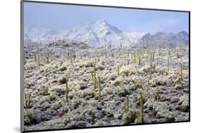 Winter in the Sonoran Desert-James Randklev-Mounted Photographic Print