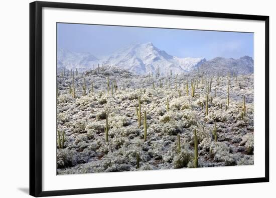 Winter in the Sonoran Desert-James Randklev-Framed Photographic Print